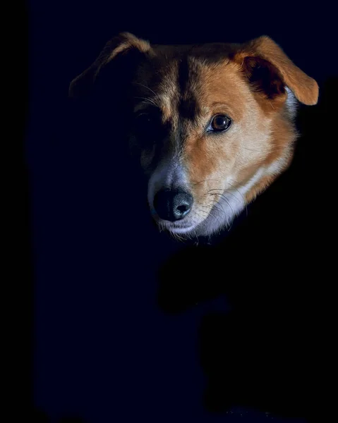 Portrait Cute Dog Black Background — Fotografie, imagine de stoc