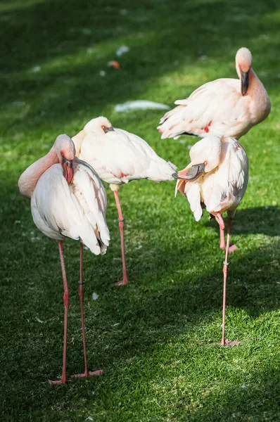 Group Flamingos Park —  Fotos de Stock