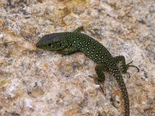 Closeup Shot Ocellated Lizard Stone Spain —  Fotos de Stock