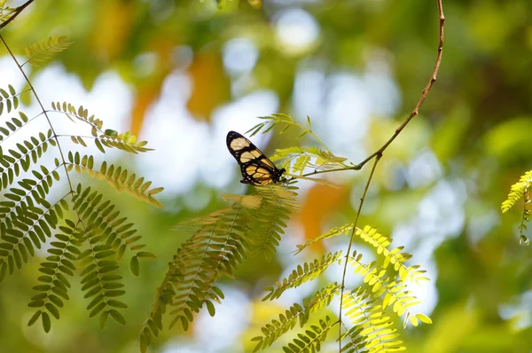 Butterfly Fern Blurred Background — Stock Photo, Image