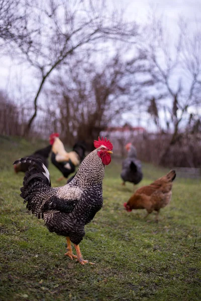 Flock Free Range Chickens Foraging Grasses Farm — 스톡 사진