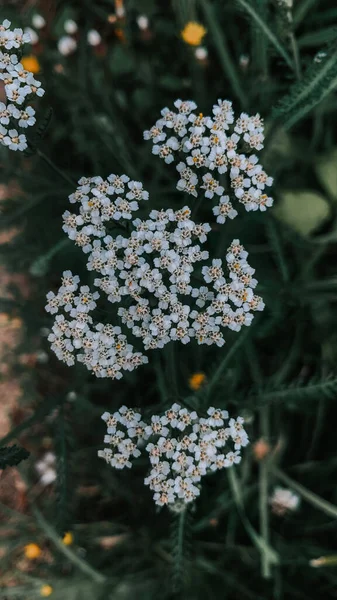Selective Focus Shot White Yarrow Flowering Plants Growing Garden —  Fotos de Stock
