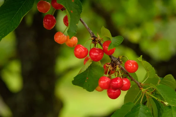 Shallow Focus Ripe Red Cherry Fruit Tree — Photo