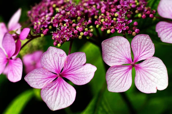 Beautiful Pink Hydrangea Flowers Grown Forest — Stok fotoğraf