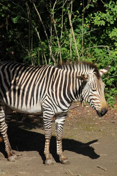 Vertical Shot Zebra Reserve — ストック写真