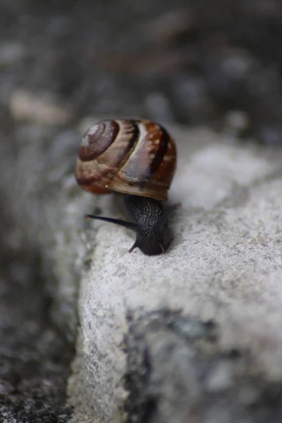 Close Shot Snail Sitting Stone Daylight — Stock fotografie