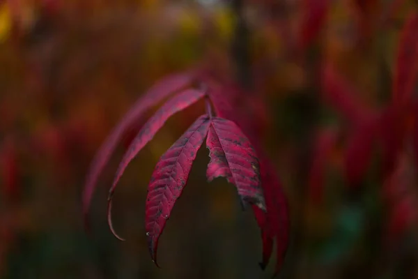 Closeup Red Autumn Leaves Park — 스톡 사진