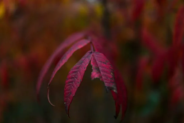 Closeup Red Autumn Leaves Park — Stock Photo, Image