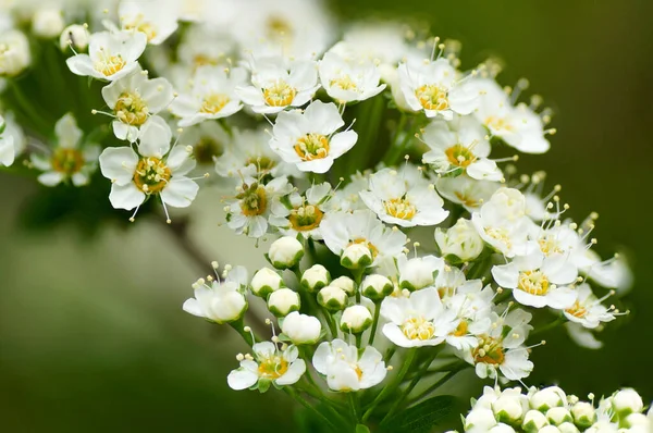 Closeup Shot White Tavolga Flowers Growing Garden Green Background — Stok fotoğraf