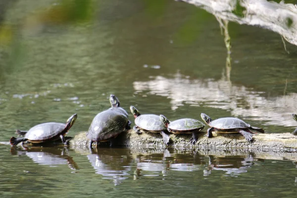 Basking Turtles Preparing Hibernation Old Piece Wood October Ontario — стокове фото