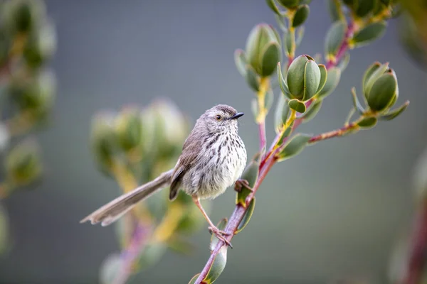 庭の花の鳥のクローズアップショット — ストック写真