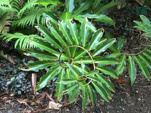 ハワイ州オアフ島ワイメアの滝に生えている螺旋状の生姜の植物 — ストック写真