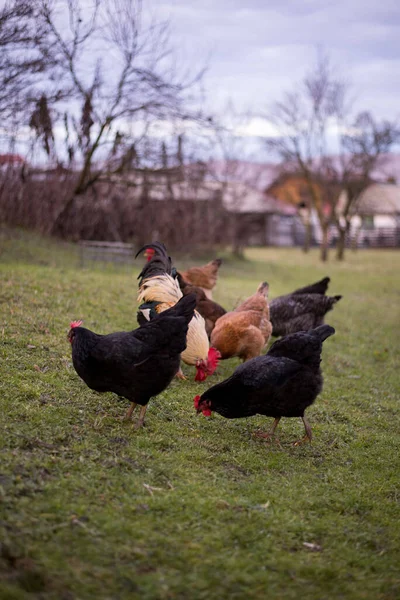 Flock Free Range Chickens Foraging Grasses Farm — Fotografia de Stock
