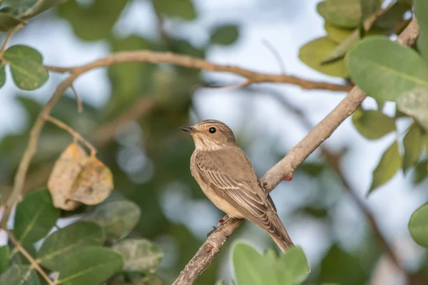 Brown Sparrow Perched Tree Branch Wild — Zdjęcie stockowe