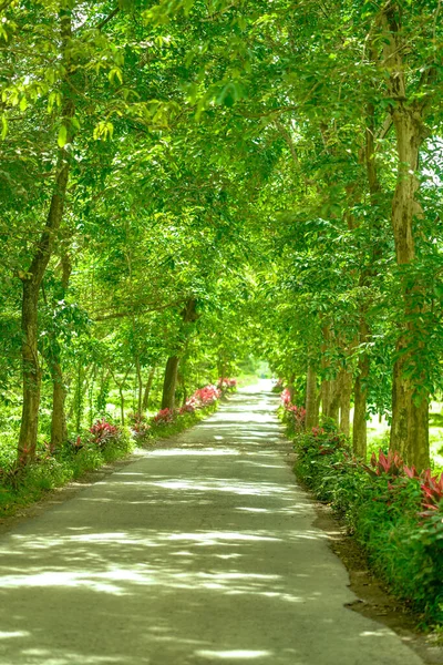 Vertical Shot Pathway Surrounded Trees Beautiful Park — 스톡 사진