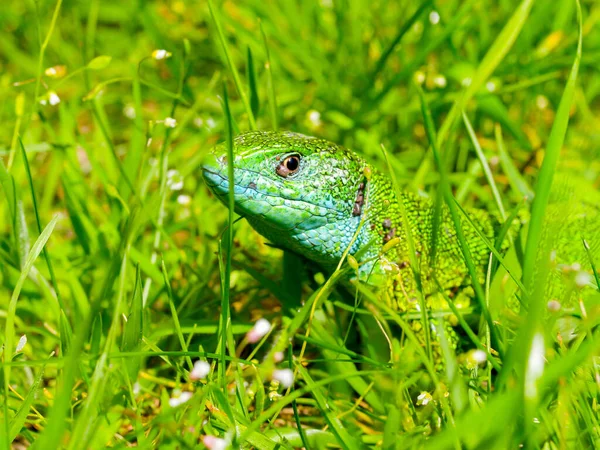 Closeup Shot European Green Lizard Austria — стоковое фото