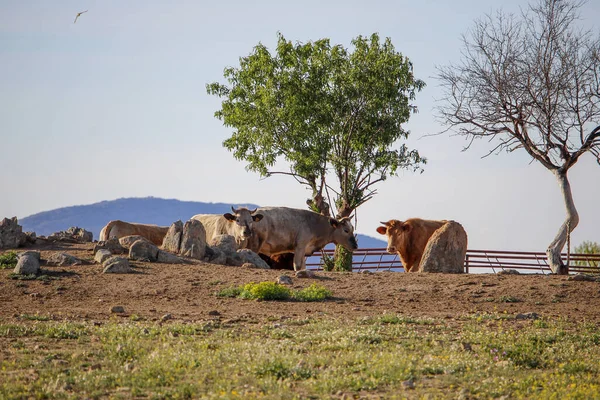 一群牛群在一个有岩石和树木的农场里 — 图库照片