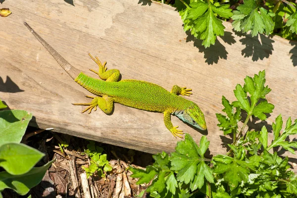 Closeup Shot Ocellated Lizard Timon Lepidus Lacerta Lepida Austria — Stockfoto