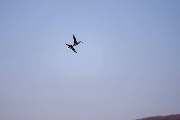 Couple Flying Wild Ducks Blurry Clear Sky — Stock Photo, Image