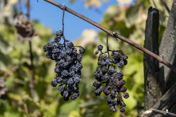 Close Shot Dried Grape Cluster Bench Grape Bush — 图库照片