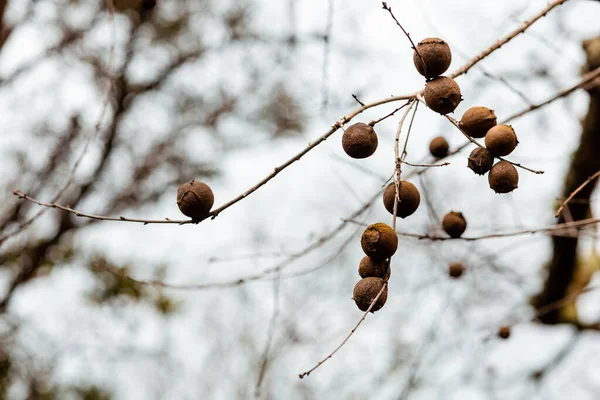 Closeup Brown Plants Branch Blurred Background — ストック写真