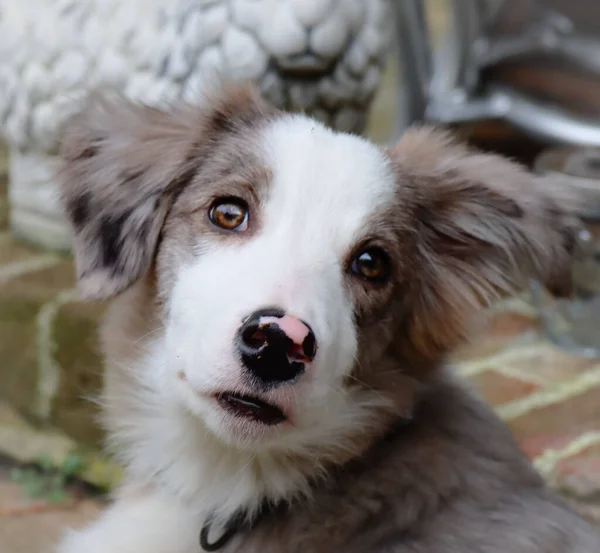Close Shot Portrait Cute Lovely Adorable Fluffy Border Collie Dog — Stock Fotó