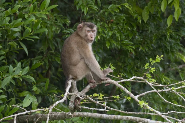 Northern Pig Tailed Macaque Macaca Leonina Thailand — Stock fotografie