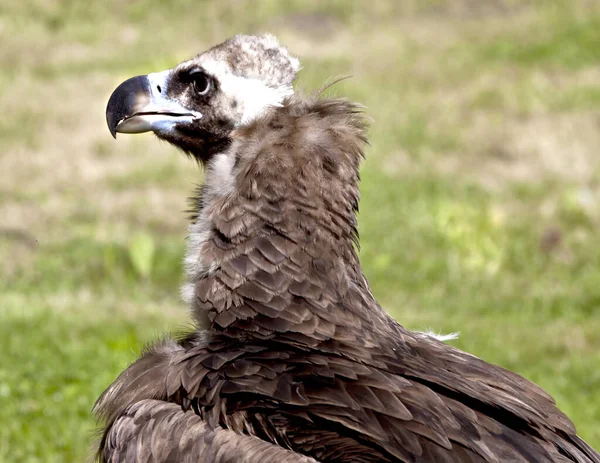 Sebuah Gambar Close Dari Burung Bangkai — Stok Foto