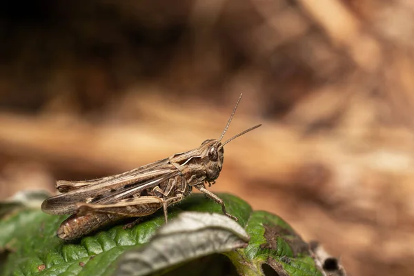 Selective Focus Shot Grasshopper Leaf — Fotografia de Stock