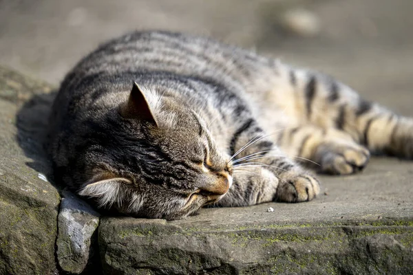 一只灰色 胖胖的猫睡在室外人行道上的特写镜头 — 图库照片