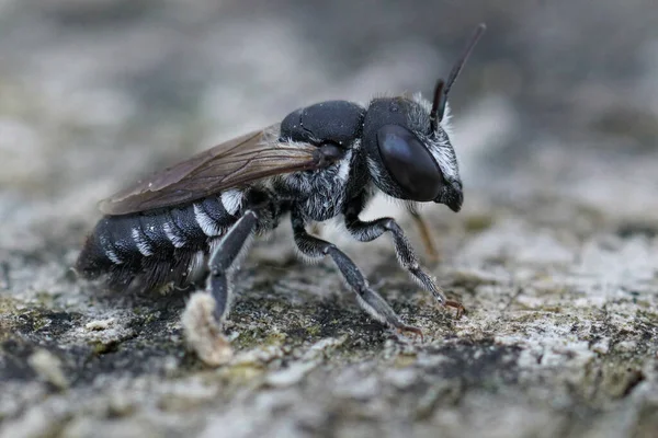 Подробный Крупный План Самки Пчелы Листорезалки Megachile Apicalis Гарда Франция — стоковое фото