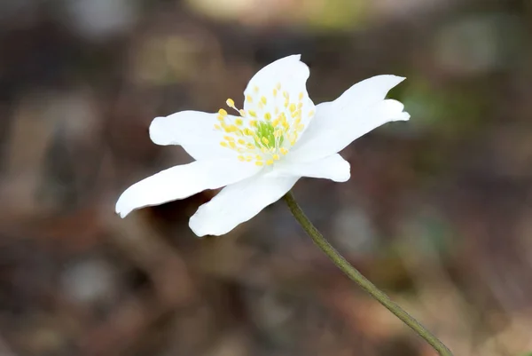 Ένα Κοντινό Πλάνο Από Λευκό Λουλούδι Anemone Nemorosa Που Αναπτύσσεται — Φωτογραφία Αρχείου