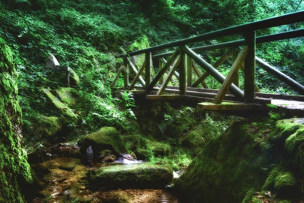 Green Forest Wooden Bridge — Stock Photo, Image