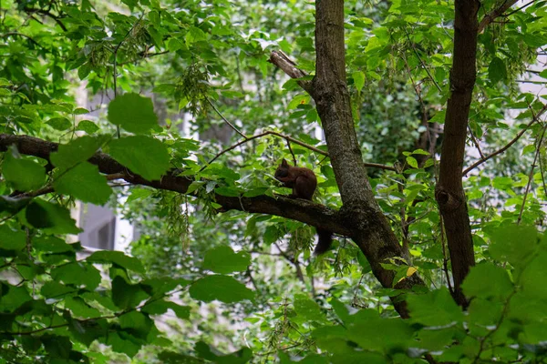 Cute Squirrel Branch Tree —  Fotos de Stock