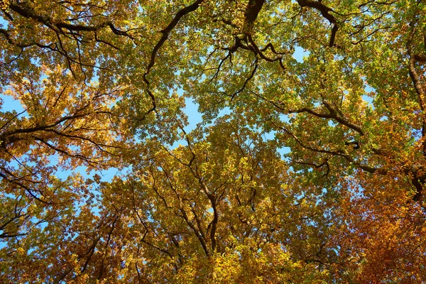 Scenic View Autumn Leaves Hanging Branches — Zdjęcie stockowe