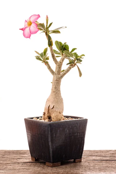 Closeup Flower Desert Rose Pot White Background — Stockfoto