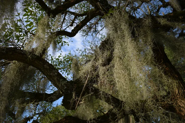 Μια Όμορφη Θέα Των Ισπανικών Βρύων Tillandsia Usneoides — Φωτογραφία Αρχείου