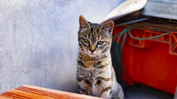 Adorable Striped Cat Serious Gaze — Foto Stock
