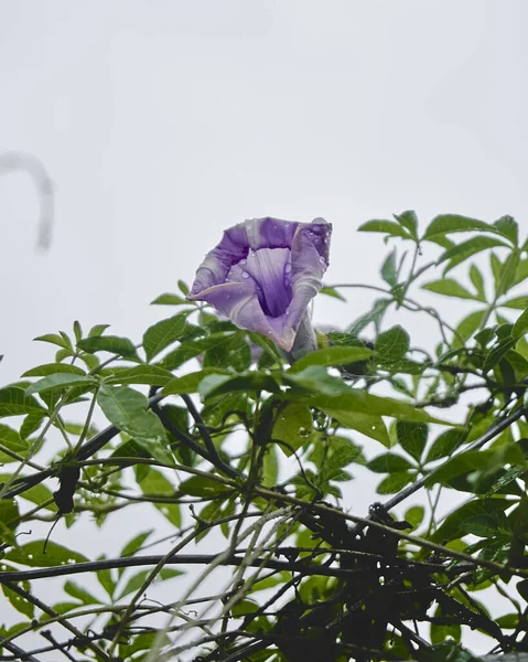 Purple Morning Glory Flower — Fotografia de Stock