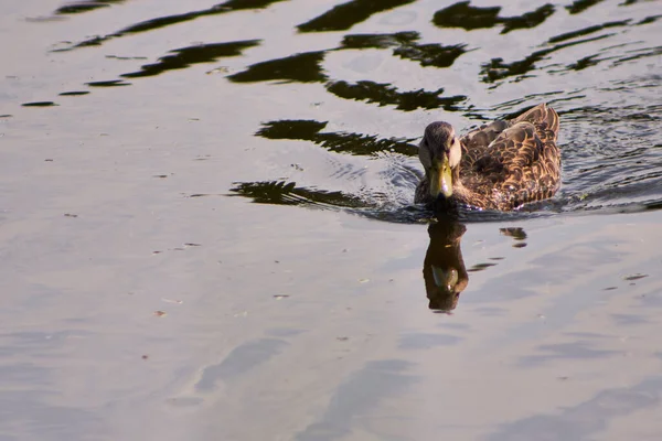 Selective Female Mallard Duck Wading Lake — 图库照片