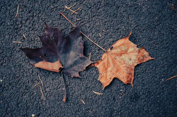 Close Shot Fallen Dry Maple Leaves Ground — Stockfoto