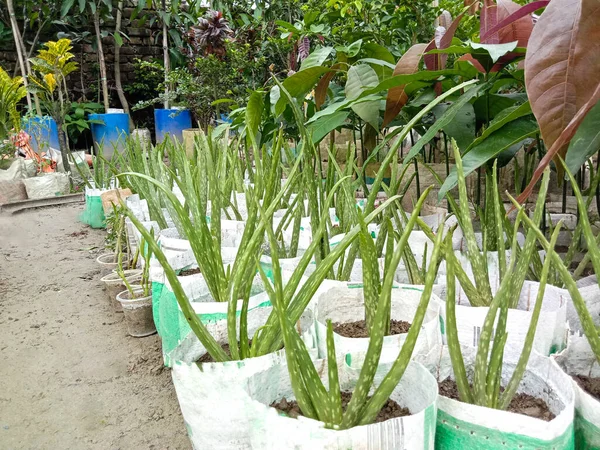 Rows Potted Aloe Vera Plants Sale Market — Stockfoto