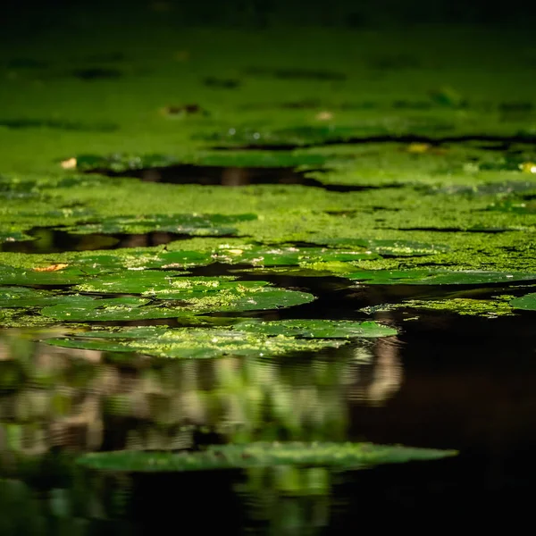 Selective Focus Water Lily Leaves Pond —  Fotos de Stock