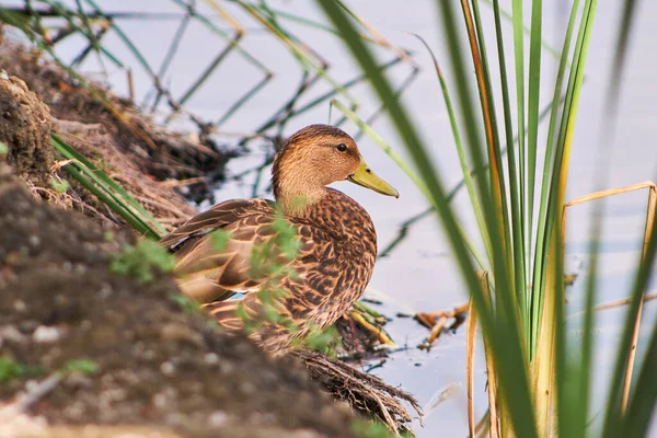 Female Mallard Duck Pond — Φωτογραφία Αρχείου