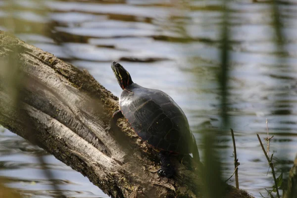 Turtle Piece Old Wood River Water Sunlight — Stockfoto