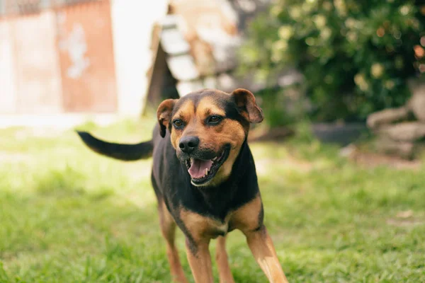 Close Shot Cute Tan Black Mixed Breed Dog Outdoors Showing — Fotografia de Stock