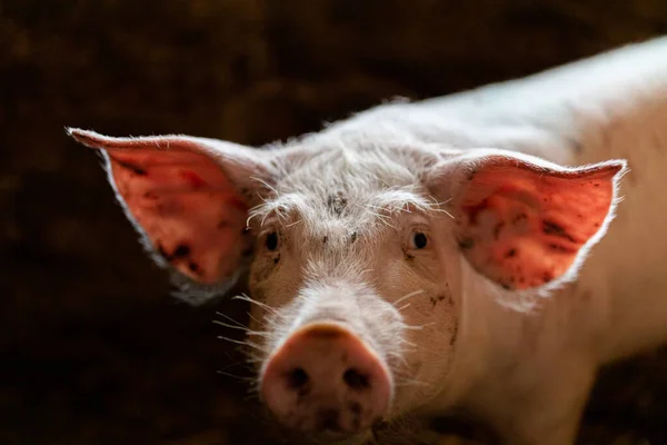 Closeup Young Pig Old Stable — Fotografia de Stock