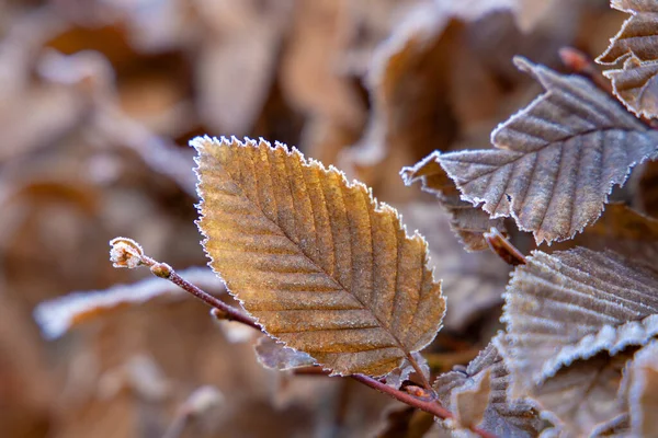 Selective Autumn Dry Leaf — Fotografia de Stock