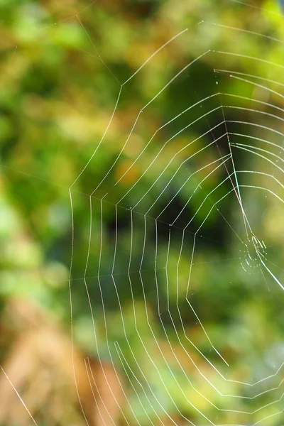 Selective Focus Shot Spider Web — Fotografia de Stock