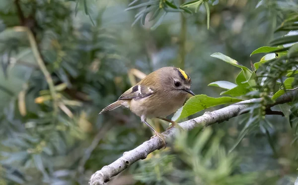 Closeup Shot Brown Sparrow Perching Tree Branch — Φωτογραφία Αρχείου